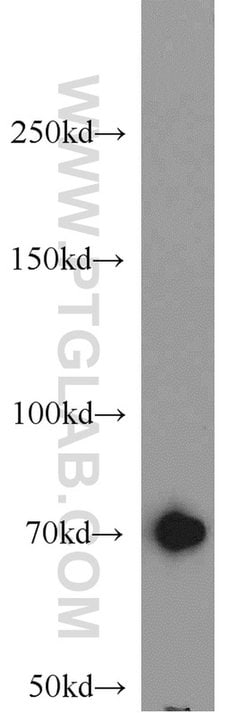 GRB10 Rabbit anti-Human, Mouse, Rat, Polyclonal, Proteintech 150 &mu;L;