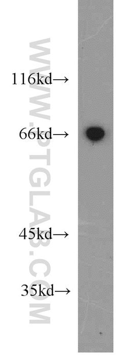 GRB10 Rabbit anti-Human, Mouse, Rat, Polyclonal, Proteintech 150 &mu;L;