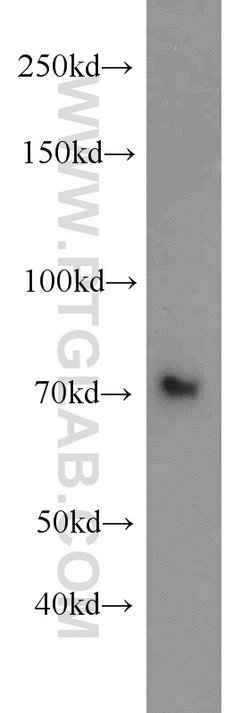 GRB10 Rabbit anti-Human, Mouse, Rat, Polyclonal, Proteintech 150 &mu;L;