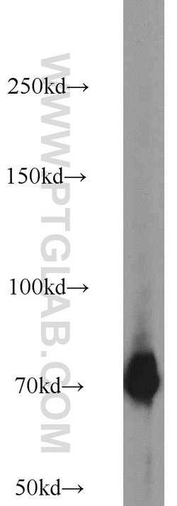 GRB10 Rabbit anti-Human, Mouse, Rat, Polyclonal, Proteintech 150 &mu;L;