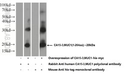 MUC1/CA15-3 Rabbit anti-Human, Polyclonal, Proteintech 150 &mu;L; Unconjugated:Antibodies,