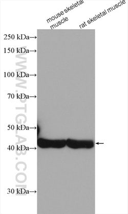 alpha Actin Rabbit anti-Human, Mouse, Rat, Polyclonal, Proteintech 150