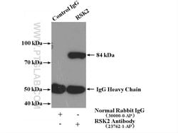 RSK2 Rabbit anti-Human, Mouse, Polyclonal, Proteintech:Antibodies:Primary