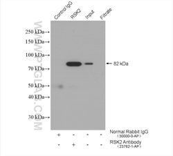 RSK2 Rabbit anti-Human, Mouse, Polyclonal, Proteintech:Antibodies:Primary