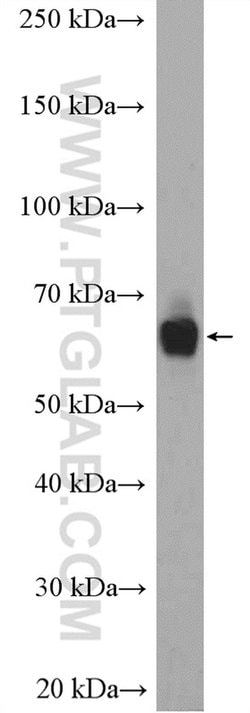 MON1A Rabbit anti-Human, Polyclonal, Proteintech 150 &mu;L; Unconjugated:Antibodies,