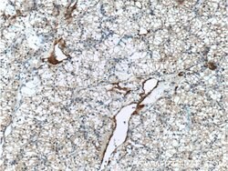 MME/CD10 Rabbit anti-Human, Polyclonal, Proteintech 150 &mu;L | Buy Online | Proteintech Group Inc | Fisher Scientific