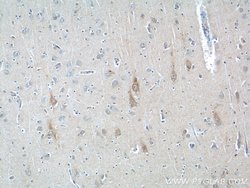 ANXA2R Rabbit anti-Human, Polyclonal, Proteintech 150 &mu;L; Unconjugated:Antibodies,