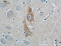 ANXA2R Rabbit anti-Human, Polyclonal, Proteintech 150 &mu;L; Unconjugated:Antibodies,