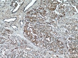 ANXA2R Rabbit anti-Human, Polyclonal, Proteintech 150 &mu;L; Unconjugated:Antibodies,