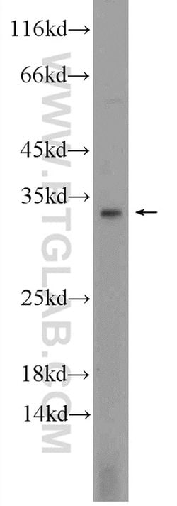 Cathepsin G Rabbit anti-Human, Polyclonal, Proteintech 150 &mu;L; Unconjugated:Antibodies,