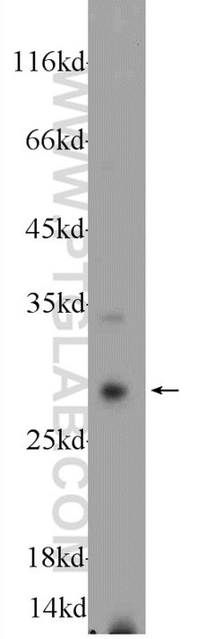 Cathepsin G Rabbit anti-Human, Polyclonal, Proteintech 150 &mu;L; Unconjugated:Antibodies,