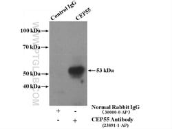 CEP55 Rabbit anti-Human, Mouse, Rat, Polyclonal, Proteintech 150 &mu;L;