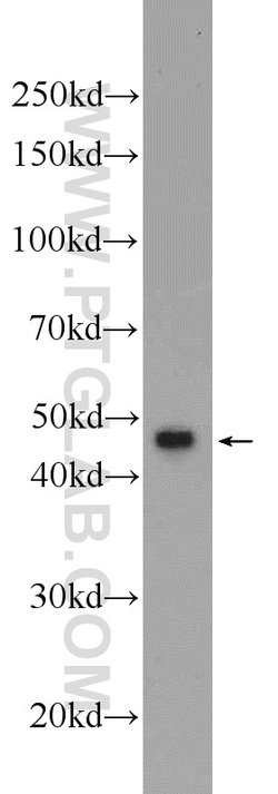 CEP55 Rabbit anti-Human, Mouse, Rat, Polyclonal, Proteintech 150 &mu;L;