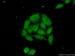 NSBP1 Rabbit anti-Human, Polyclonal, Proteintech 150 &mu;L; Unconjugated:Antibodies,