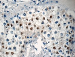NSBP1 Rabbit anti-Human, Polyclonal, Proteintech 150 &mu;L; Unconjugated:Antibodies,