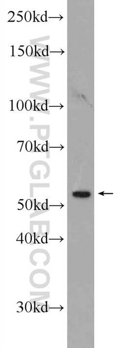 NSBP1 Rabbit anti-Human, Polyclonal, Proteintech 150 &mu;L; Unconjugated:Antibodies,