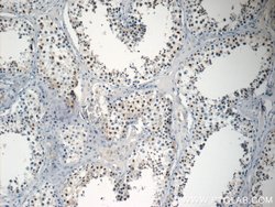 NSBP1 Rabbit anti-Human, Polyclonal, Proteintech 150 &mu;L; Unconjugated:Antibodies,