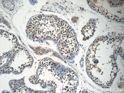 NSBP1 Rabbit anti-Human, Polyclonal, Proteintech 150 &mu;L; Unconjugated:Antibodies,