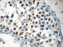 NSBP1 Rabbit anti-Human, Polyclonal, Proteintech 150 &mu;L; Unconjugated:Antibodies,