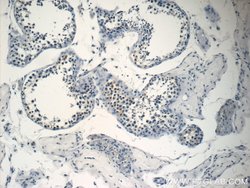 NSBP1 Rabbit anti-Human, Polyclonal, Proteintech 150 &mu;L; Unconjugated:Antibodies,