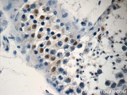 NSBP1 Rabbit anti-Human, Polyclonal, Proteintech 150 &mu;L; Unconjugated:Antibodies,