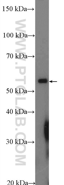 NSBP1 Rabbit anti-Human, Polyclonal, Proteintech 150 &mu;L; Unconjugated:Antibodies,