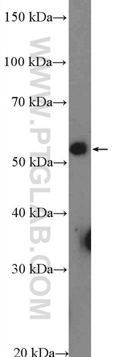 NSBP1 Rabbit anti-Human, Polyclonal, Proteintech 150 &mu;L; Unconjugated:Antibodies,