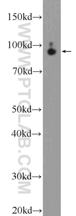 STRN3 Rabbit anti-Human, Mouse, Rat, Polyclonal, Proteintech:Antibodies:Primary