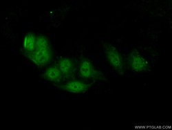 BARHL2 Rabbit anti-Human, Mouse, Polyclonal, Proteintech 150 &mu;L; Unconjugated:Antibodies,