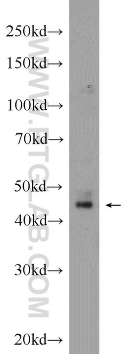 BARHL2 Rabbit anti-Human, Mouse, Polyclonal, Proteintech 150 &mu;L; Unconjugated:Antibodies,