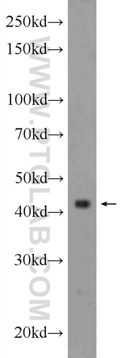 BARHL2 Rabbit anti-Human, Mouse, Polyclonal, Proteintech 150 &mu;L; Unconjugated:Antibodies,