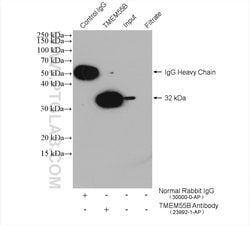 TMEM55B Rabbit anti-Human, Mouse, Polyclonal, Proteintech:Antibodies:Primary