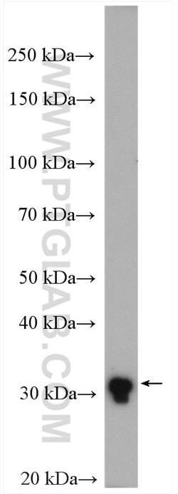 TMEM55B Rabbit anti-Human, Mouse, Polyclonal, Proteintech:Antibodies:Primary