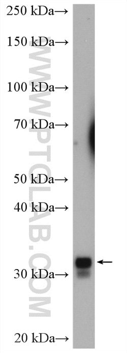 TMEM55B Rabbit anti-Human, Mouse, Polyclonal, Proteintech:Antibodies:Primary