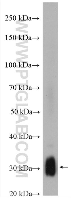 TMEM55B Rabbit anti-Human, Mouse, Polyclonal, Proteintech:Antibodies:Primary