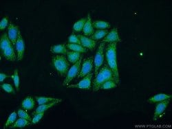 TFAM Rabbit anti-Human, Polyclonal, Proteintech:Antibodies:Primary Antibodies