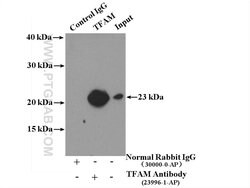 TFAM Rabbit anti-Human, Polyclonal, Proteintech:Antibodies:Primary Antibodies