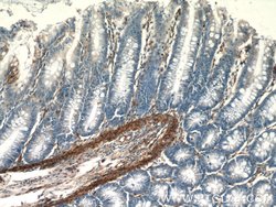 AMPD3 Rabbit anti-Human, Mouse, Rat, Polyclonal, Proteintech:Antibodies:Primary