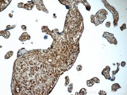 AMPD3 Rabbit anti-Human, Mouse, Rat, Polyclonal, Proteintech:Antibodies:Primary