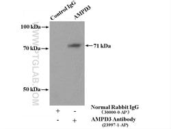 AMPD3 Rabbit anti-Human, Mouse, Rat, Polyclonal, Proteintech:Antibodies:Primary