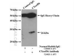 CXorf56 Rabbit anti-Human, Mouse, Polyclonal, Proteintech 150 &mu;L; Unconjugated:Antibodies,