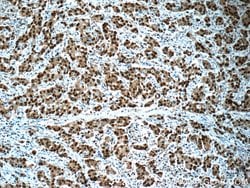 PCNA Rabbit anti-Human, Mouse, Rat, Polyclonal, Proteintech 150 &mu;L;