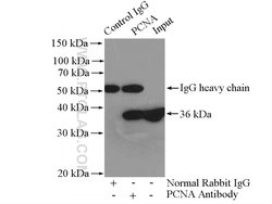 PCNA Rabbit anti-Human, Mouse, Rat, Polyclonal, Proteintech 150 &mu;L;