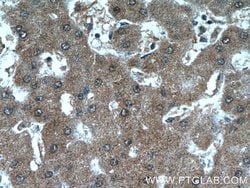 ANKS3 Rabbit anti-Human, Mouse, Polyclonal, Proteintech 150 &mu;L; Unconjugated:Antibodies,