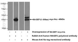 MAGEF1 Rabbit anti-Human, Polyclonal, Proteintech 150 &mu;L; Unconjugated:Antibodies,