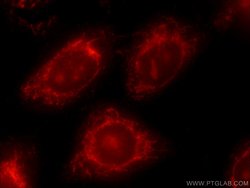 ATF6 Rabbit anti-Human, Mouse, Rat, Polyclonal, Proteintech:Antibodies:Primary