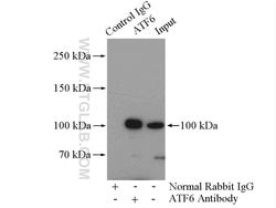 ATF6 Rabbit anti-Human, Mouse, Rat, Polyclonal, Proteintech:Antibodies:Primary