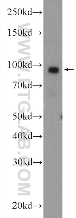 ATF6 Rabbit anti-Human, Mouse, Rat, Polyclonal, Proteintech:Antibodies:Primary