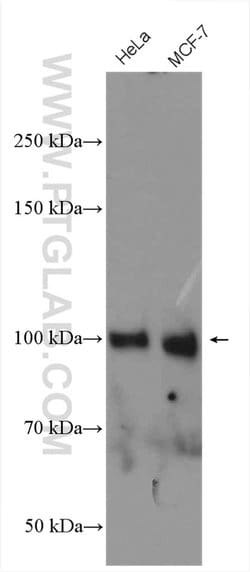 ATF6 Rabbit anti-Human, Mouse, Rat, Polyclonal, Proteintech:Antibodies:Primary