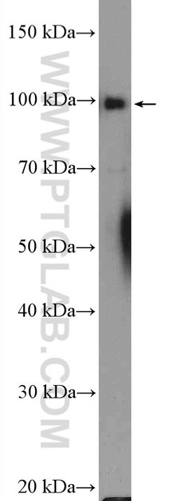 ATF6 Rabbit anti-Human, Mouse, Rat, Polyclonal, Proteintech:Antibodies:Primary